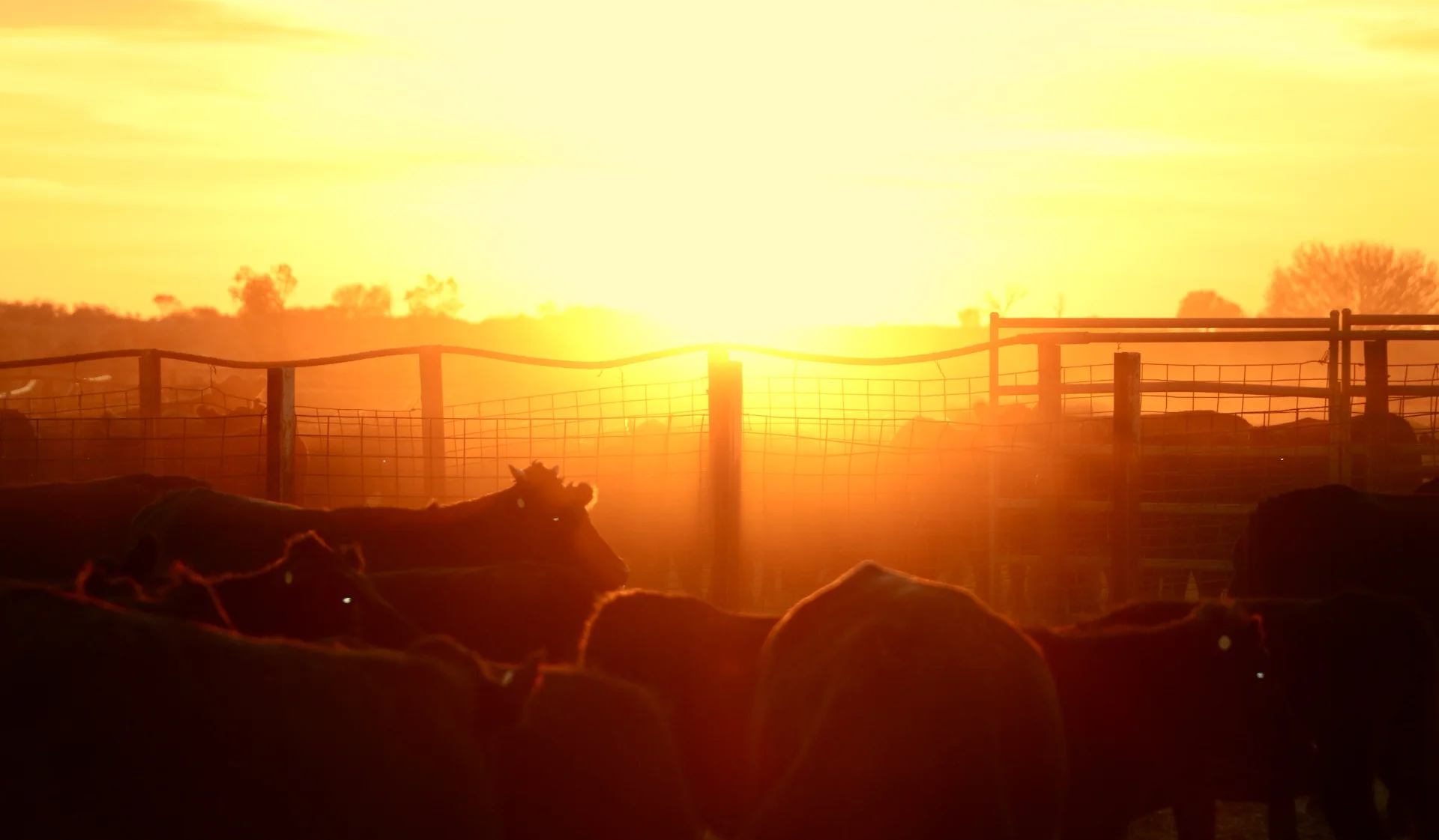 Cattle held in the yards at last light